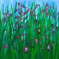 Irises – Giclee Art Prints for Sale